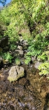 Plants: image 34 Of 208 Thumb